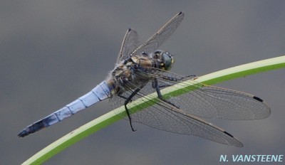 Orthetrum cancellatum